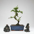 Clearance: Fukien Tea Tree (Carmona Retusa) Bonsai Tree | Shaped | In 15cm Pot