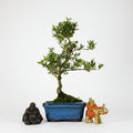 Clearance: Japanese Holly (Ilex Crenata) Bonsai Tree | Shaped | In 15cm Pot