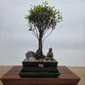 Brush Cherry (Syzygium) Premium Bonsai Tree Bundle | Broom | In 16cm Pot