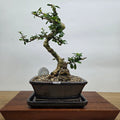 Fukien Tea Tree (Carmona Retusa) Premium Bonsai Tree Bundle | Shaped | In 18cm Pot
