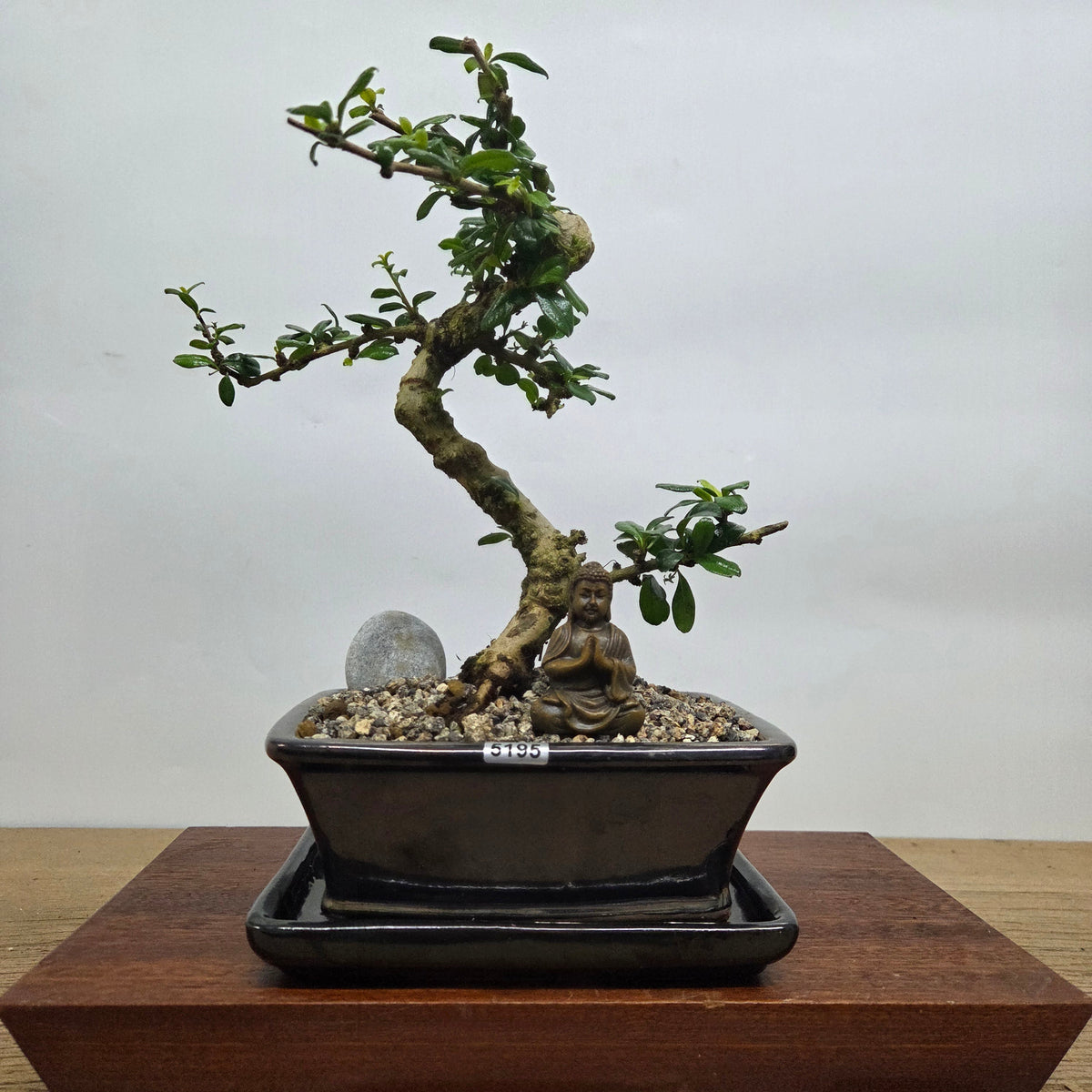 Fukien Tea Tree (Carmona Retusa) Premium Bonsai Tree Bundle | Shaped | In 18cm Pot