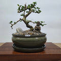 Fukien Tea Tree (Carmona Retusa) Premium Bonsai Tree Bundle | Shaped | In 18cm Pot