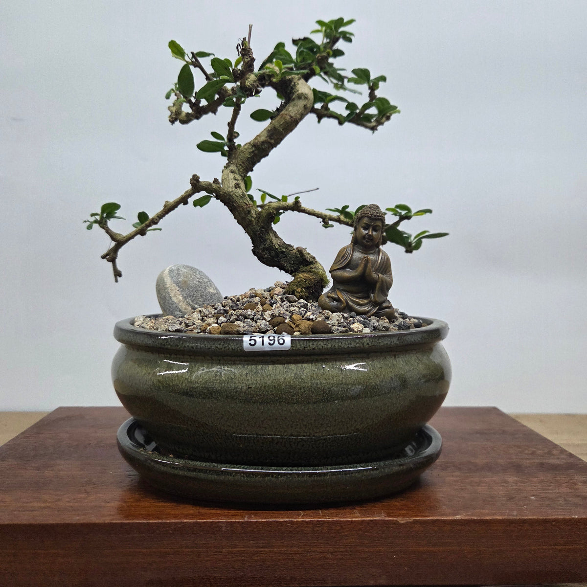 Fukien Tea Tree (Carmona Retusa) Premium Bonsai Tree Bundle | Shaped | In 18cm Pot