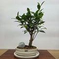Ficus Microcarpa (Banyan Fig) Indoor Premium Bonsai Tree Bundle | Broom | In 16cm Pot