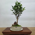 Ficus Microcarpa (Banyan Fig) Indoor Premium Bonsai Tree Bundle | Broom | In 16cm Pot