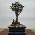 Brush Cherry (Syzygium) Premium Bonsai Tree Bundle | Broom | In 16cm Pot