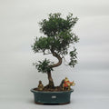 Brush Cherry (Syzygium) Premium Bonsai Tree Bundle | Shaped | In 26cm Pot