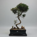 Brush Cherry (Syzygium) Premium Bonsai Tree Bundle | Shaped | In 26cm Pot
