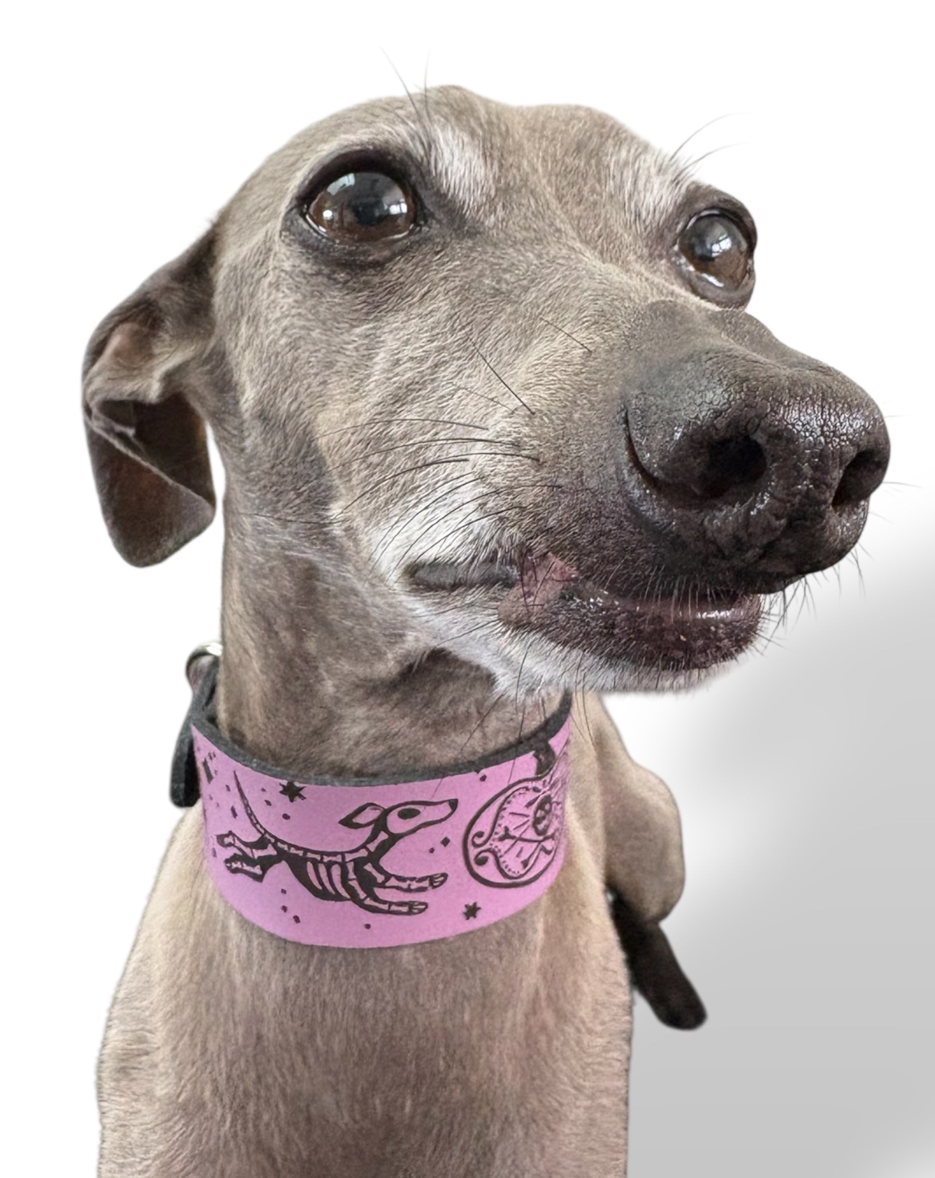 Leather Collar - HALLOWEEN - Skele-Hounds