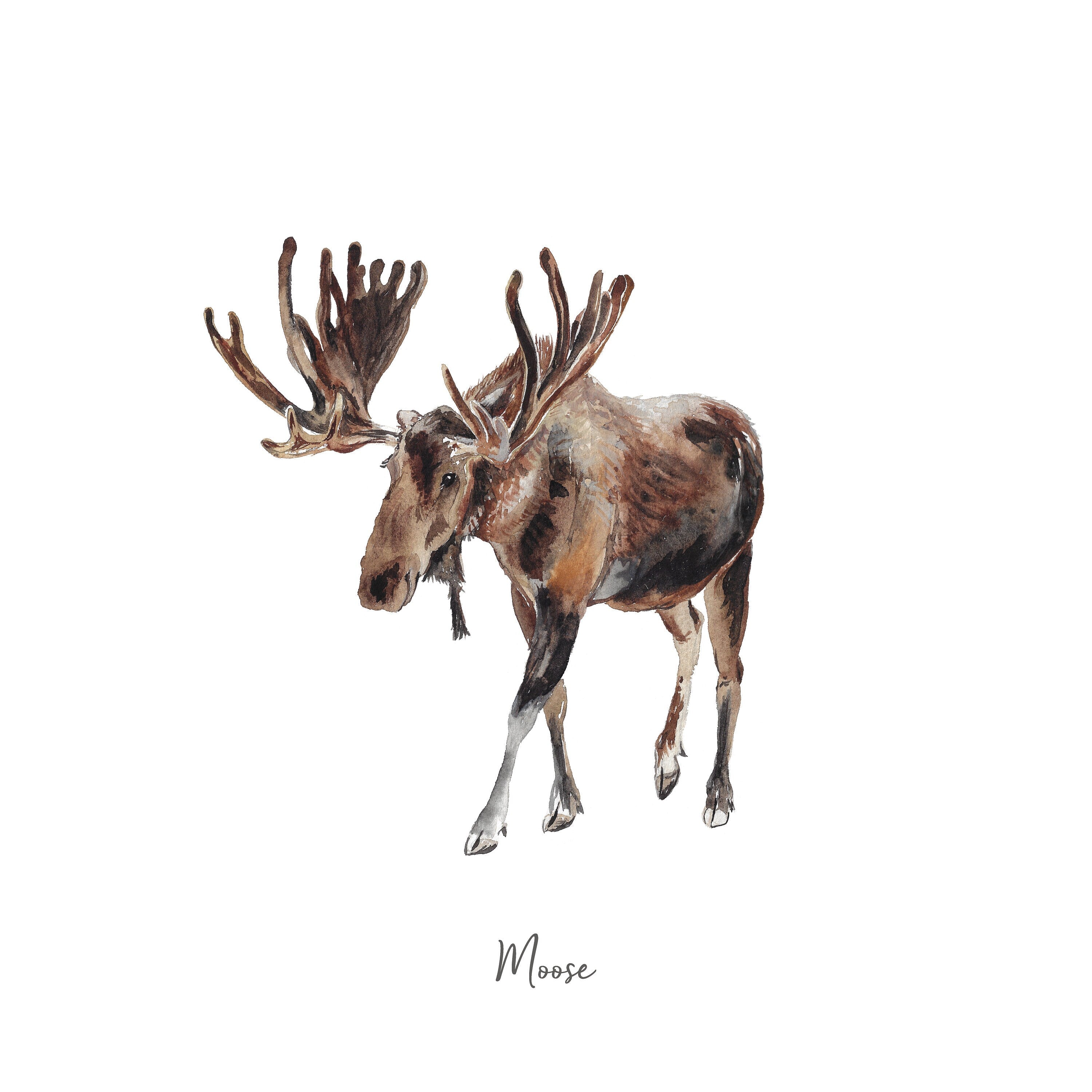 Moose - Personalised Watercolour Fine Art Print