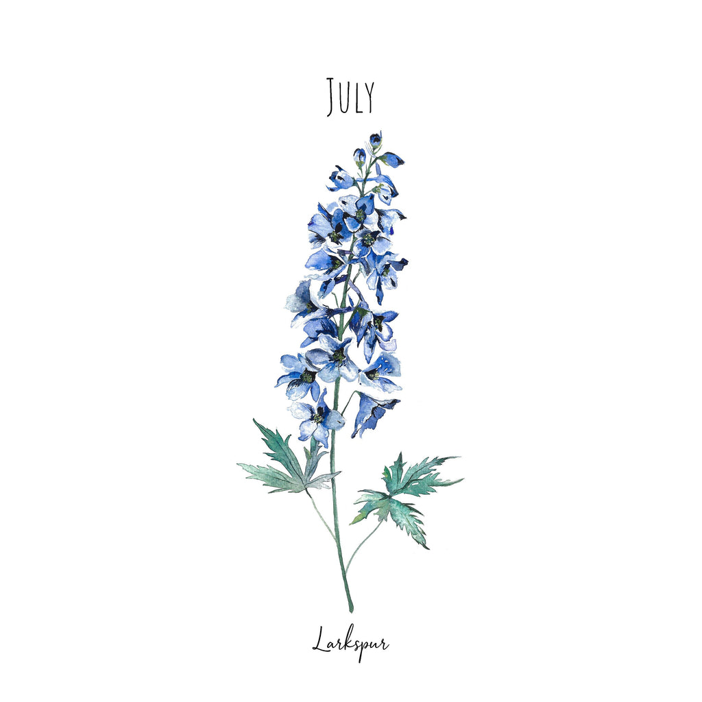 Larkspur - July Birth Flower - Watercolour Fine Art Print