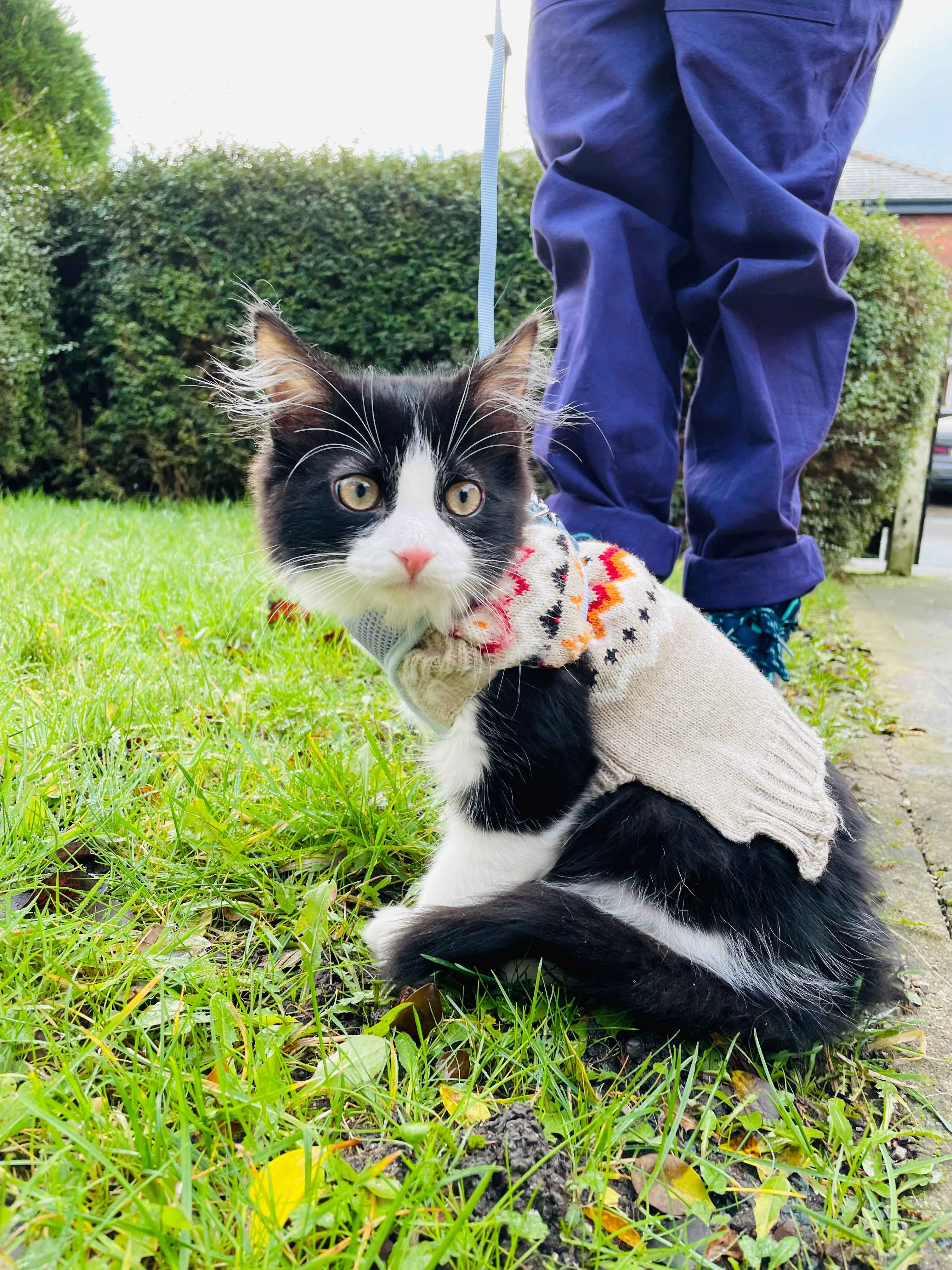 CLEARANCE Noodle the Jumper Cat Original Art