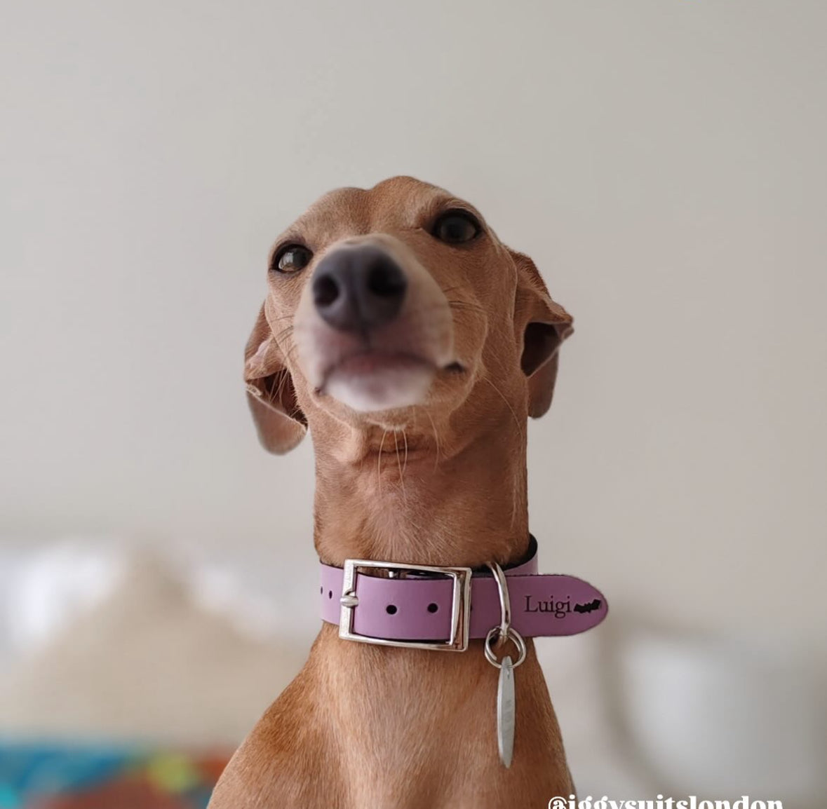 Leather Collar - Mushroom