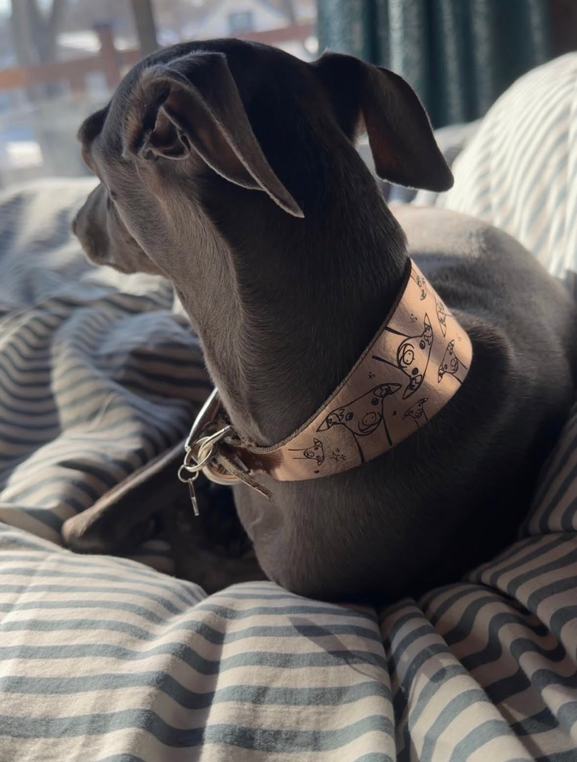 Leather Collar - Hounds