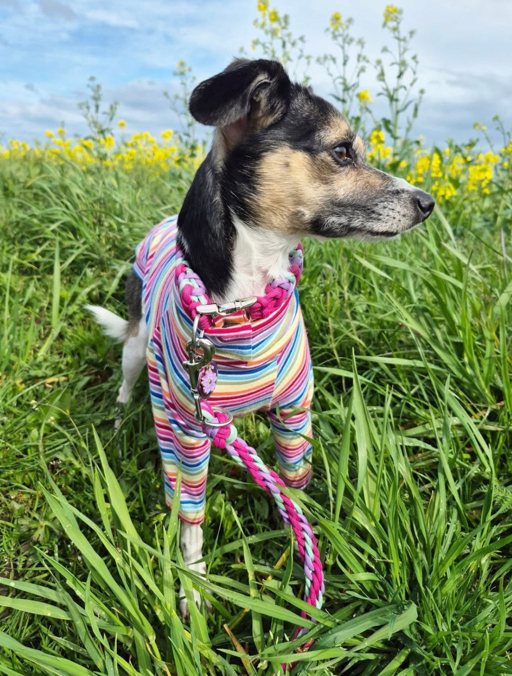 Jersey T-Shirt- Rainbow Stripes