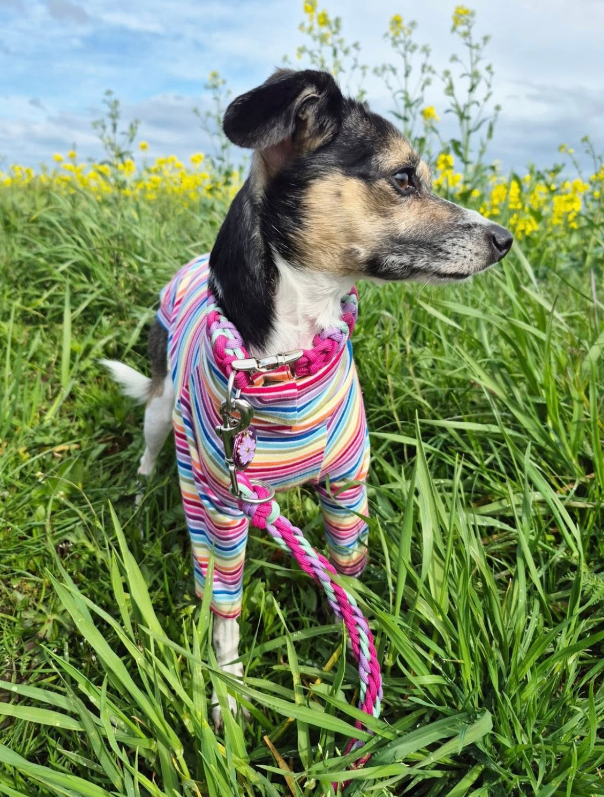 Jersey T-Shirt- Rainbow Stripes