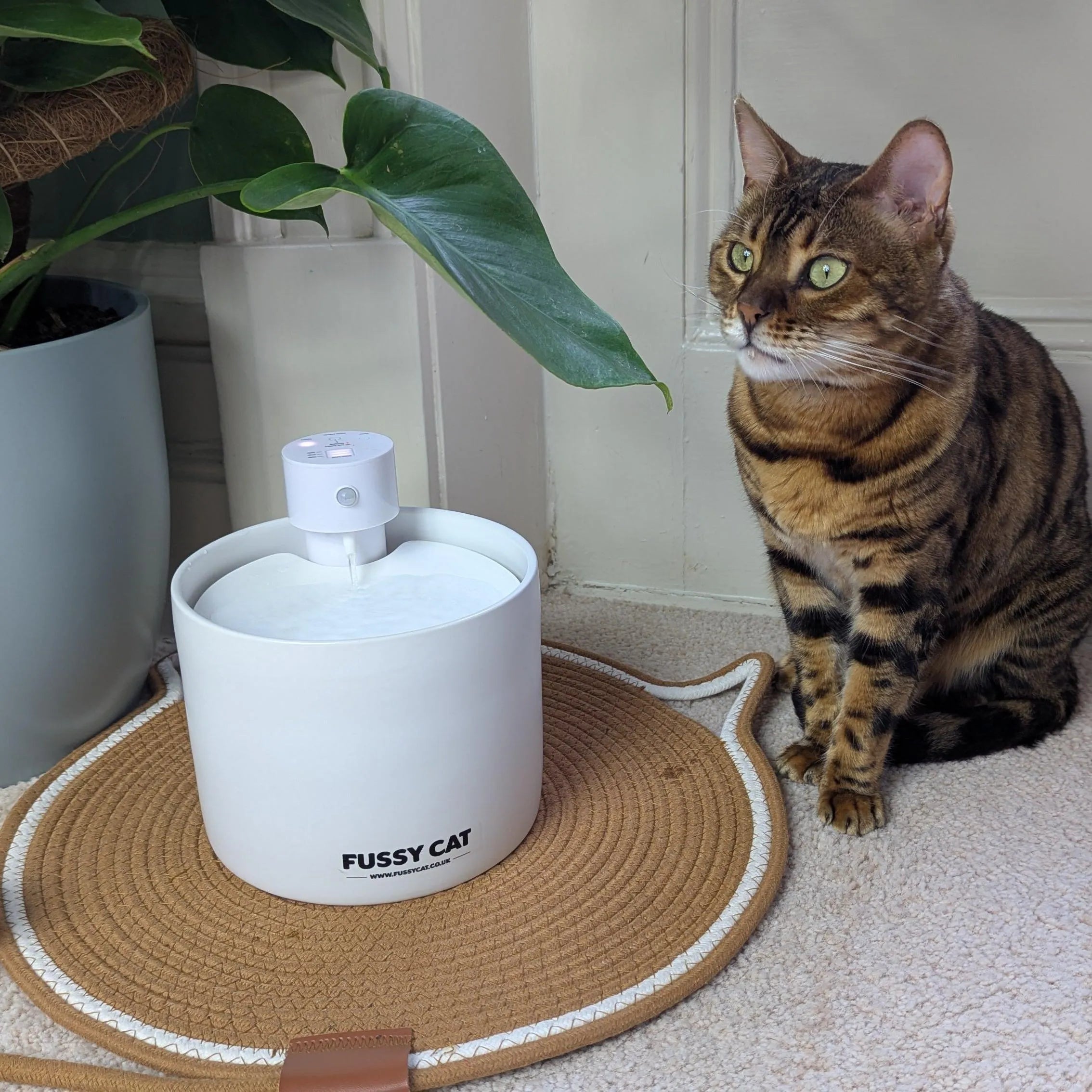Fussy Cat - The Water Fountain