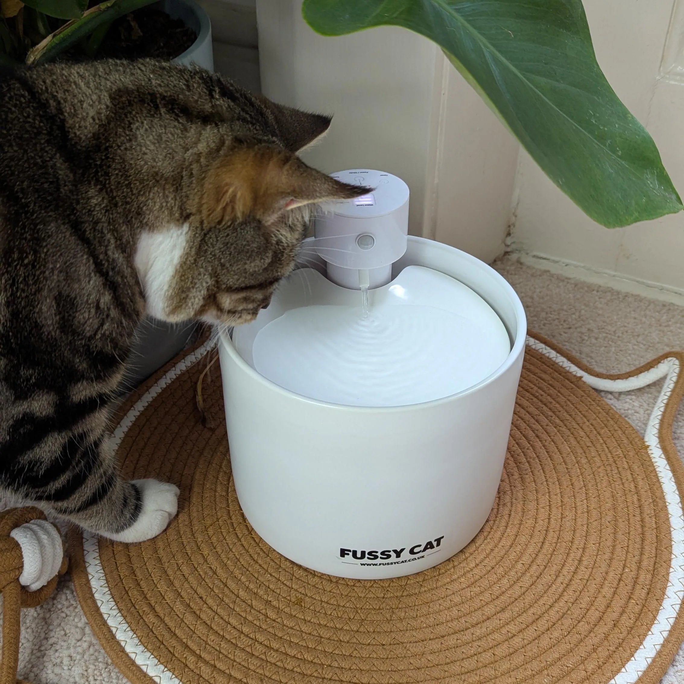 Fussy Cat - The Water Fountain