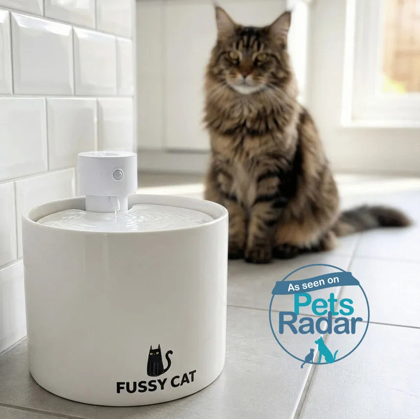 Fussy Cat - The Water Fountain