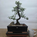 Chinese Elm (Ulmus Parvifolia) Premium Bonsai Tree Bundle | Shaped | In 31cm Pot