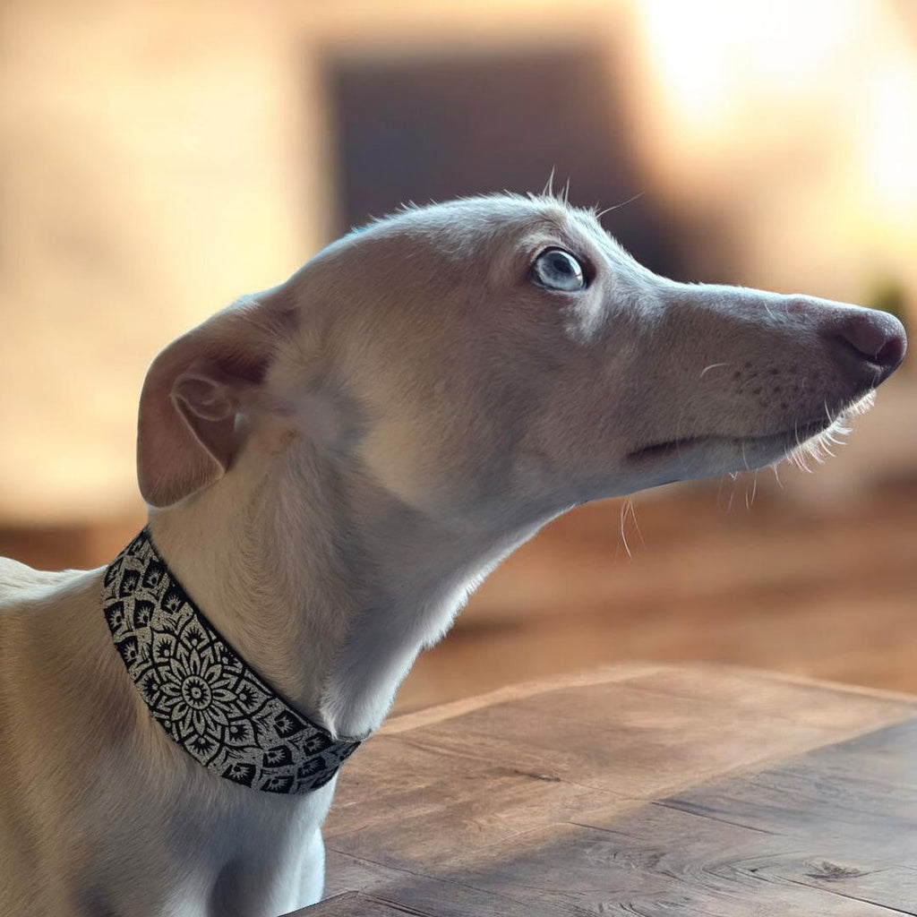 Leather Collar - Mandala