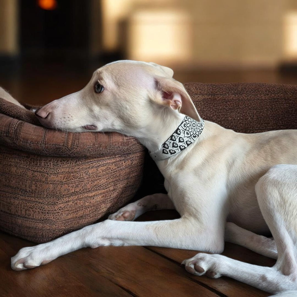 Leather Collar - Mandala
