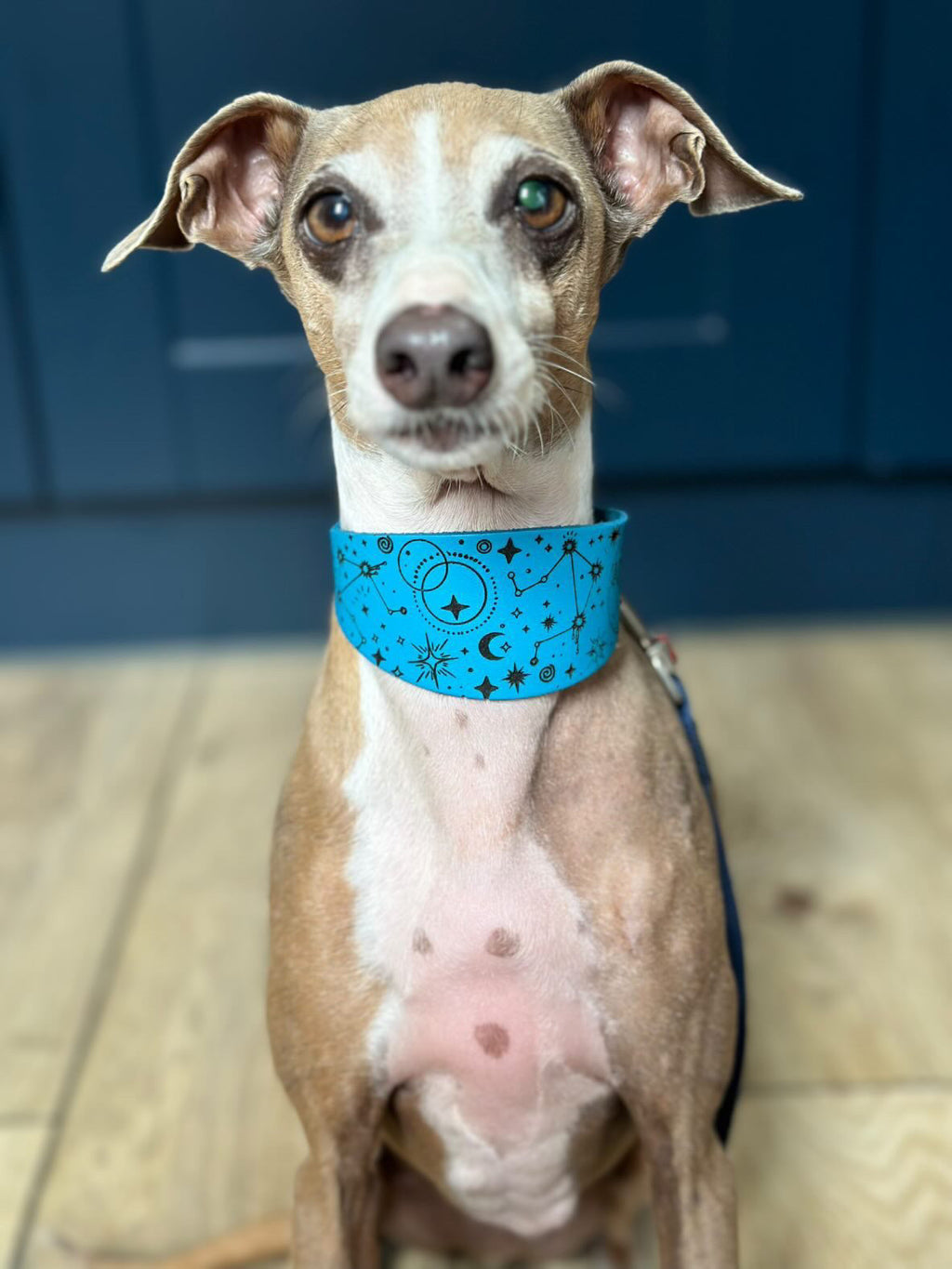 Leather Collar - Constellations