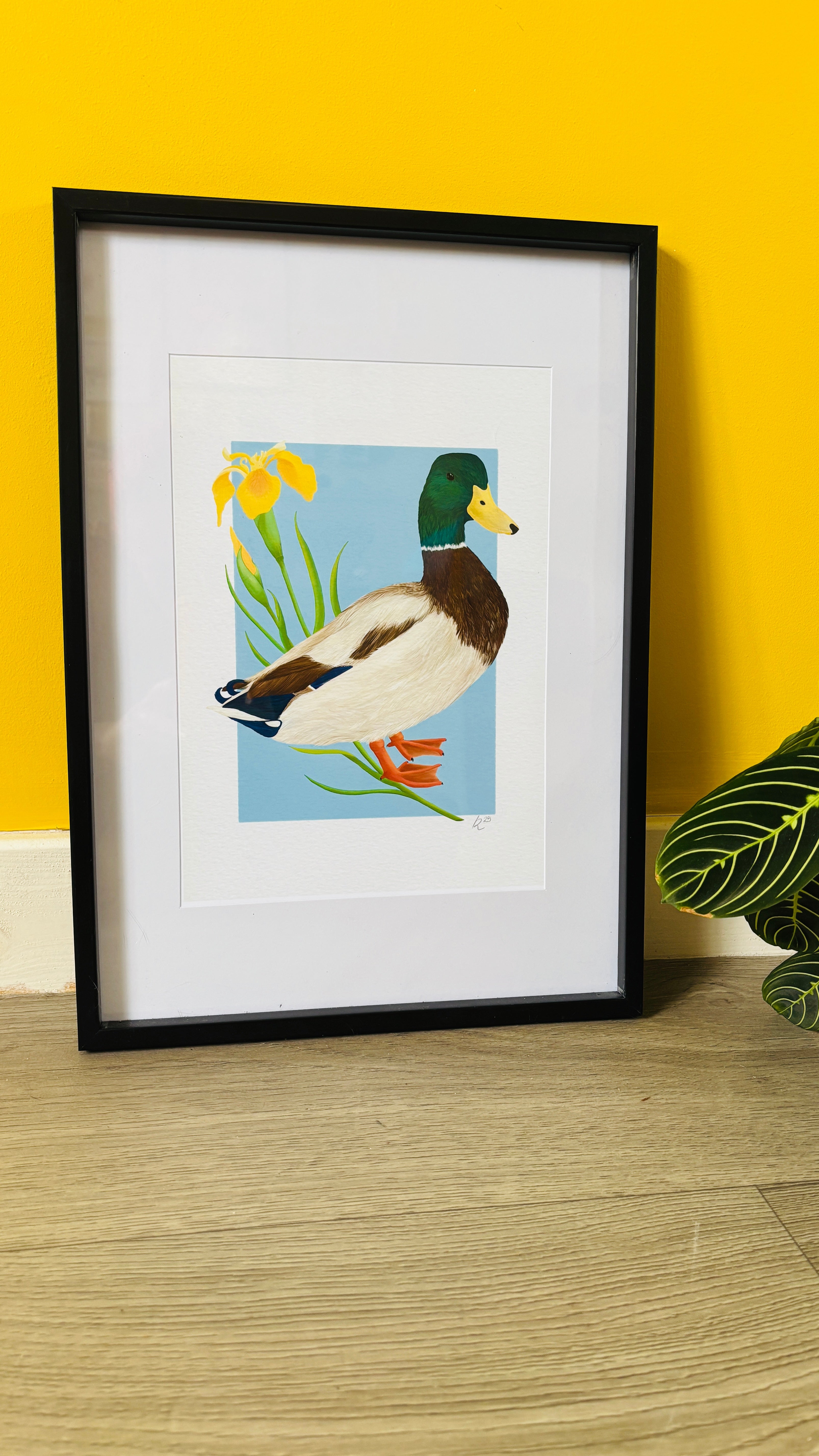 Mallard Duck Art Print- British Wildlife Illustration for Nature Lovers