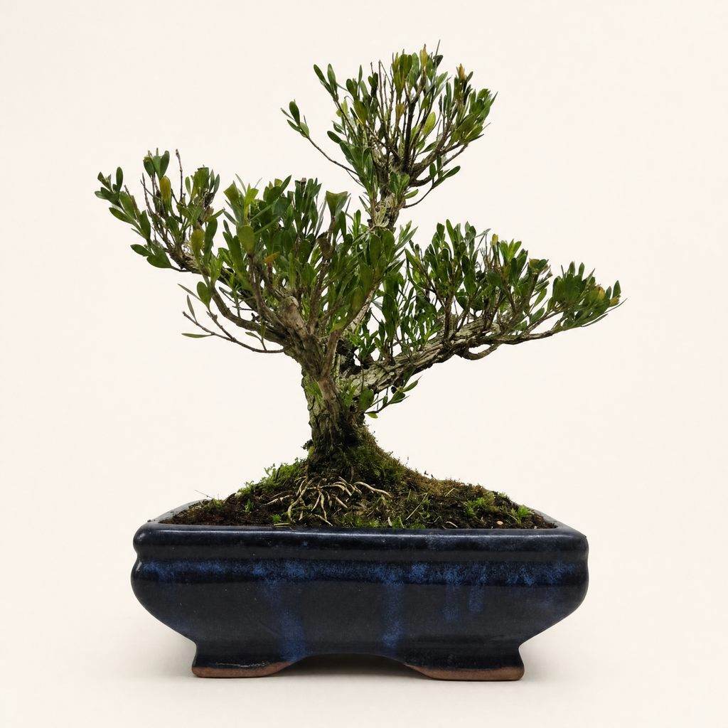 Boxwood (Buxus Harlandii) Bonsai Tree | Clump | In 20cm Pot