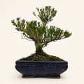 Boxwood (Buxus Harlandii) Bonsai Tree | Clump | In 20cm Pot