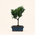 Buddhist Pine (Podocarpus Micro) Bonsai Tree | Broom | In 15cm Pot