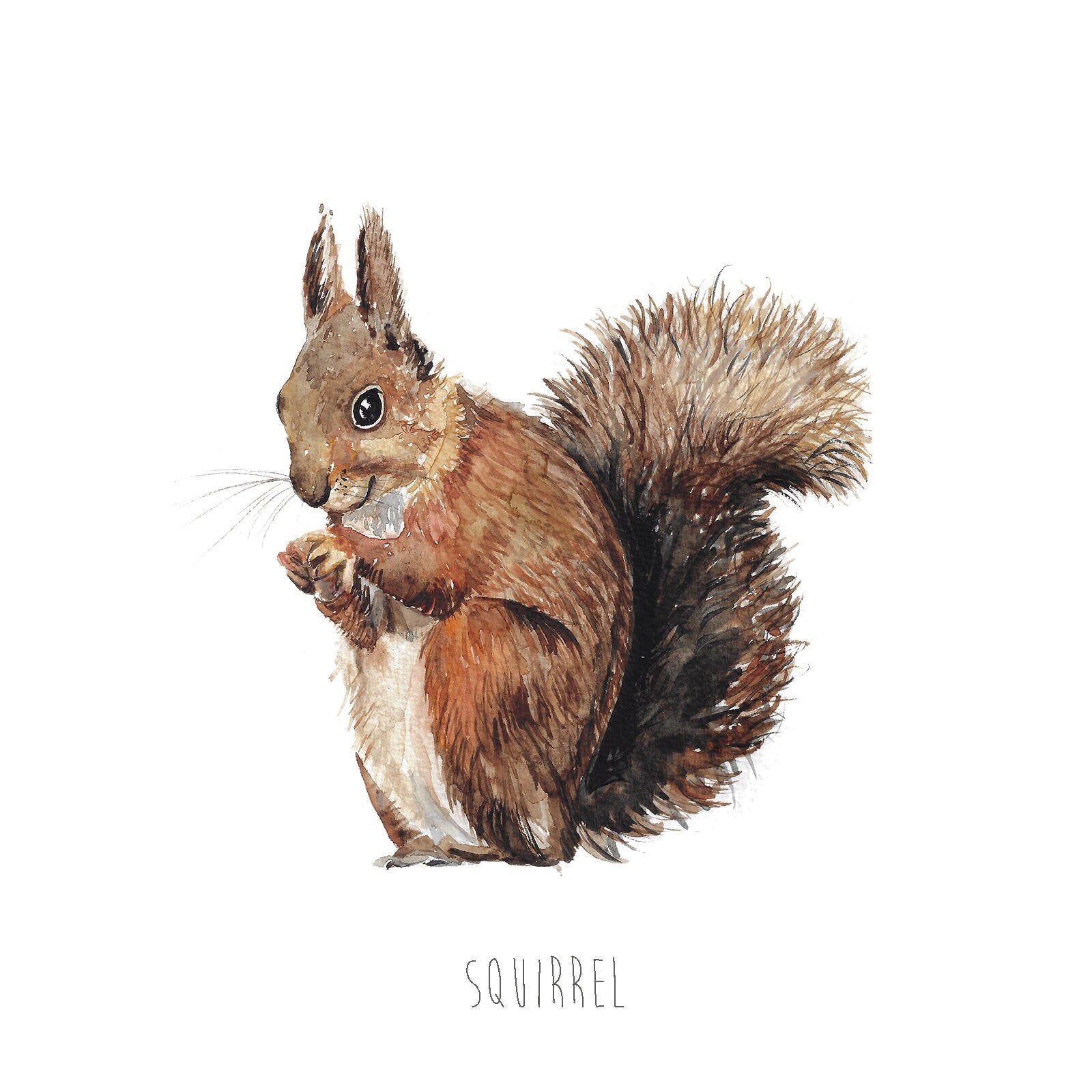 Painted Squirrel Watercolour Art Print