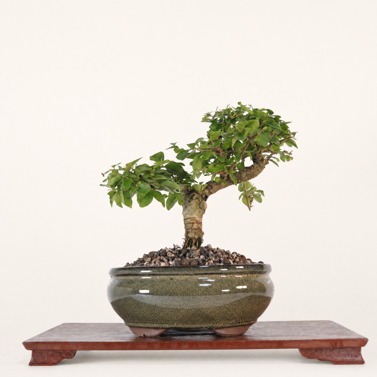 Chinese Privet (Ligustrum Sinense) Bonsai Tree | Shaped | In 20cm Pot | Superb Gift