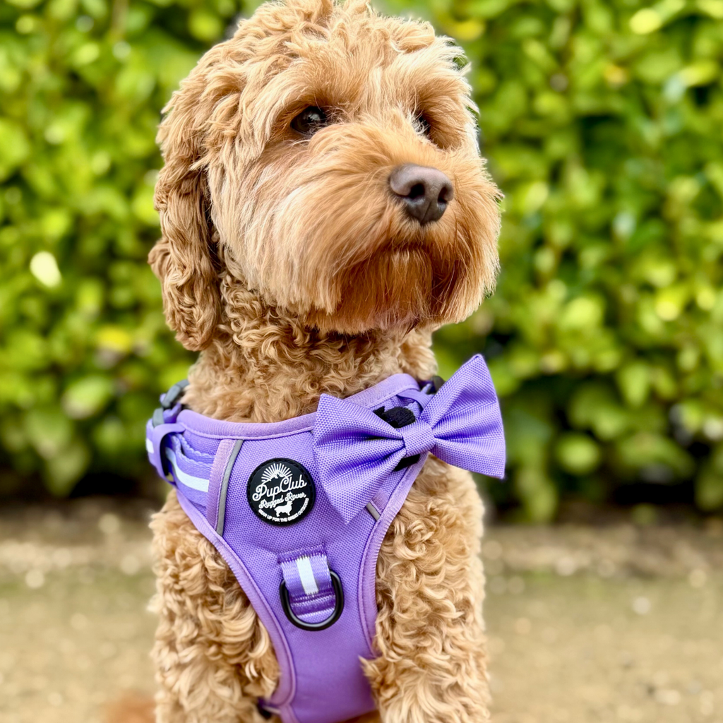 Dog Bow Tie - Lilac Blush