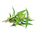Fresh Praewleaf/Vietnamese Coriander 100g