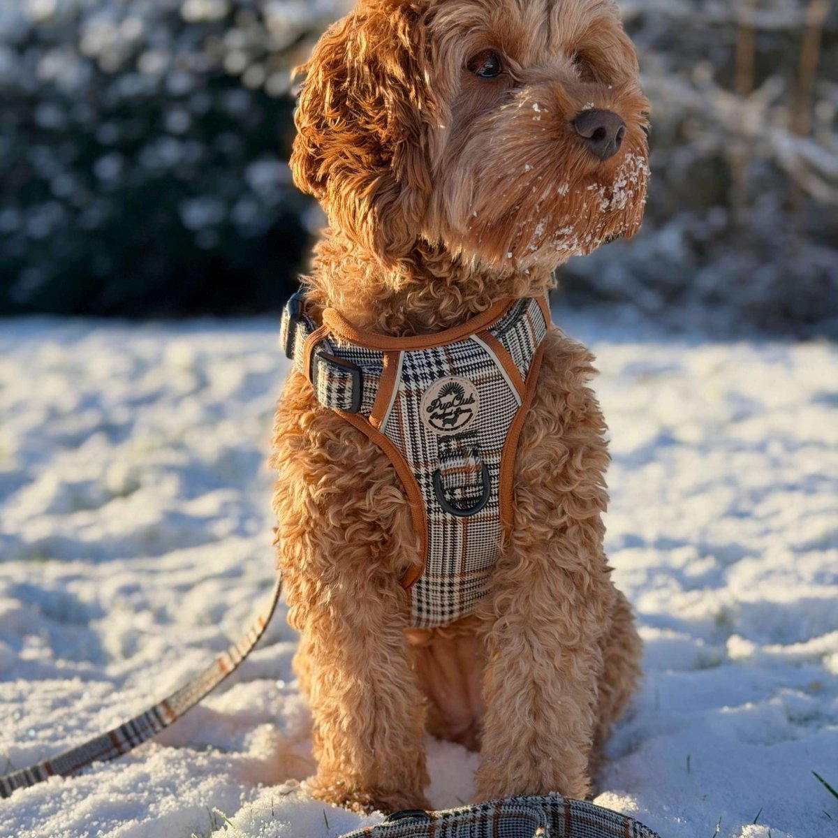 Rugged Rover™ Harness - Foxbury Plaid