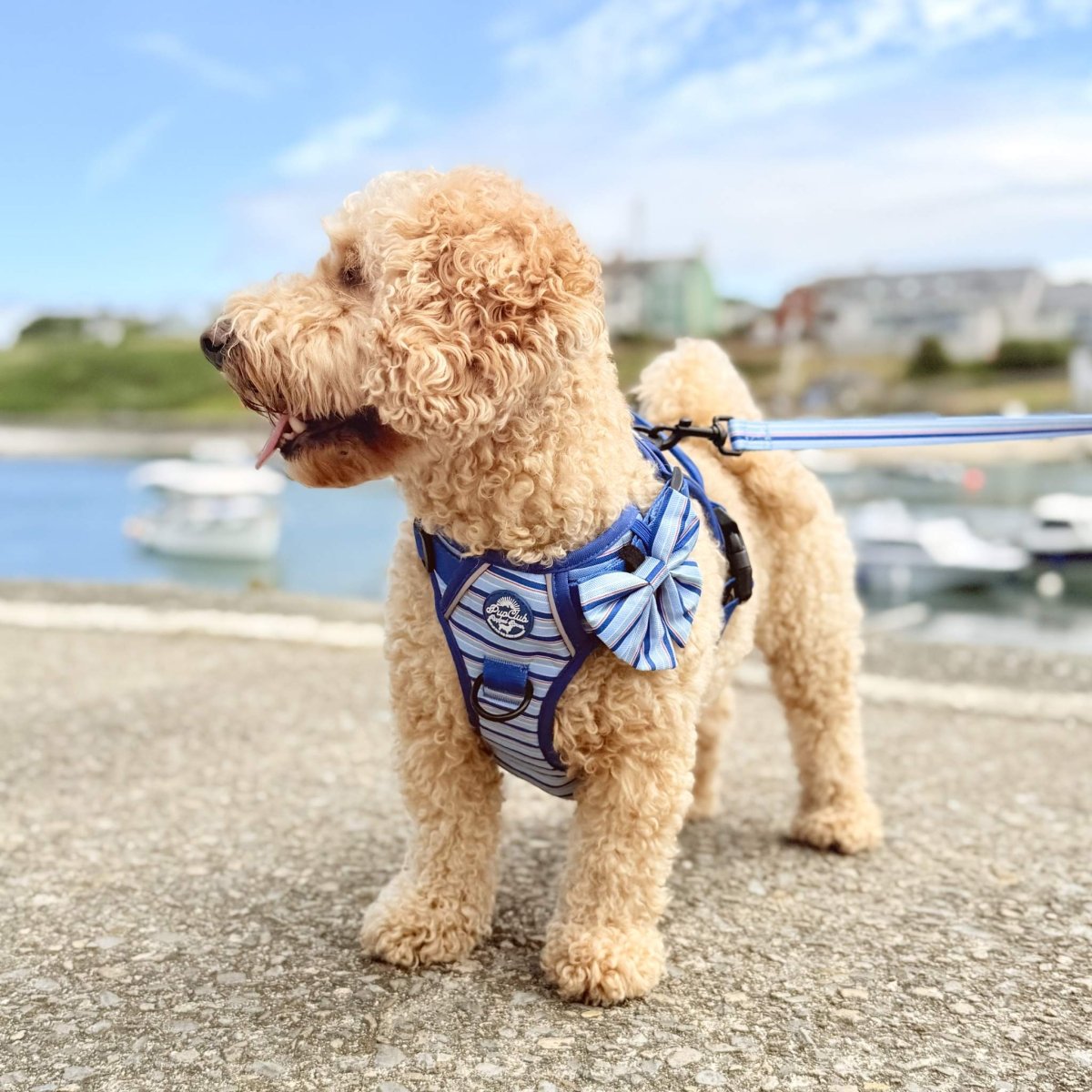 Rugged Rover™ Harness - Sea Breeze Stripes