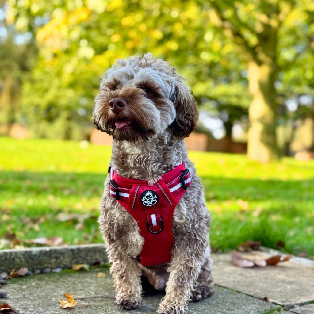 Rugged Rover™ Harness - Berry Red