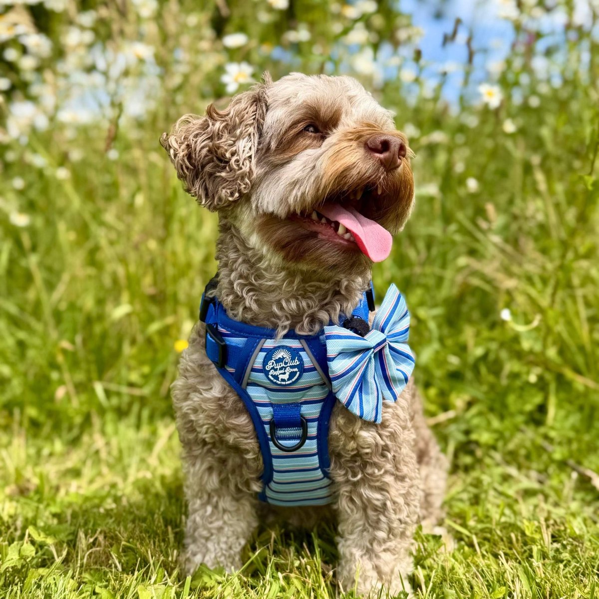 Rugged Rover™ Harness - Sea Breeze Stripes